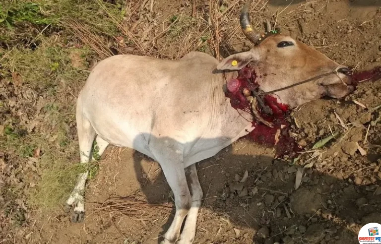 वाघाच्या हल्ल्यात बैलाचा मृत्यू