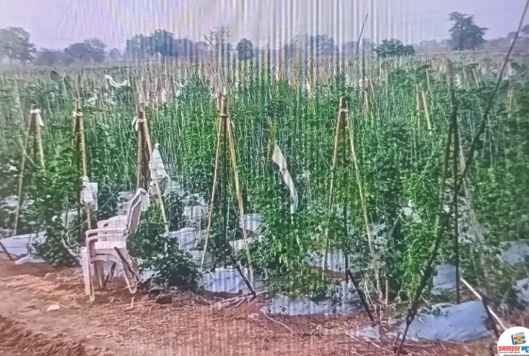 इजनी येथे आधुनिक पद्धतीने उन्हाळ्यात कारल्याची शेती, पुरुष व महिला मजुरांना मिळतोय उन्हाळ्यात रोजगार 