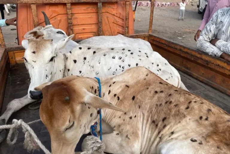 बकरी ईद च्या दिवशी 3 गोवंश जनावरांची सुटका