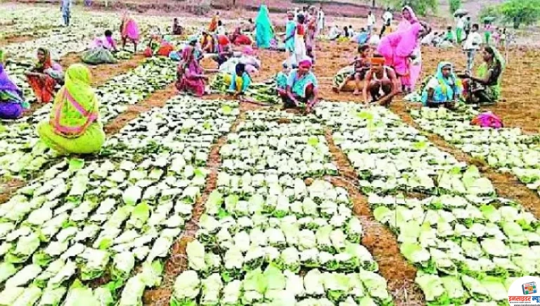 तेंदूपत्ता संकलकांच्या सुरक्षिततेसाठी पवनी वन विभागाचा पुढाकार 