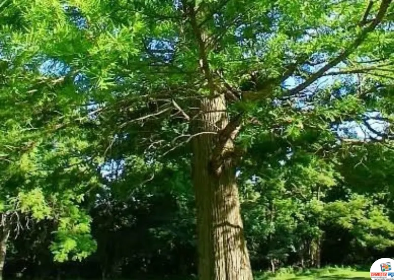 लंदन स्ट्रीट से अचानक 5० पेड़ गायब लंदन स्ट्रीट से अचानक 5० पेड़ गायब