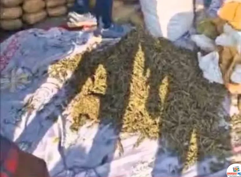 वडोदा येथे पोलिसांची मोठी कारवाई,१०५ किलो गांजा जप्त, २ आरोपींना अटक
