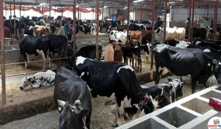 नई पीढ़ी की पशुपालन में रुचि कम होने से भी व्यवसाय प्रभावित