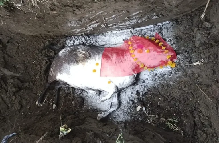 गहुहिवरा रोड पुलाजवळ मृत अवस्थेत आढळली गोमाता