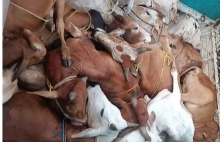 लाखनी पोलिसांची गोवंशाच्या अवैध वाहतुकीवर कारवाई; ८.४० लाखांचा मुद्देमाल जप्त