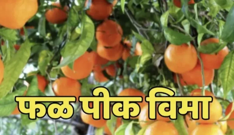 फळ पिक विमा योजना सुरू न झाल्यास लाखो शेतकरी राहणार विमा संरक्षणापासून वंचित !