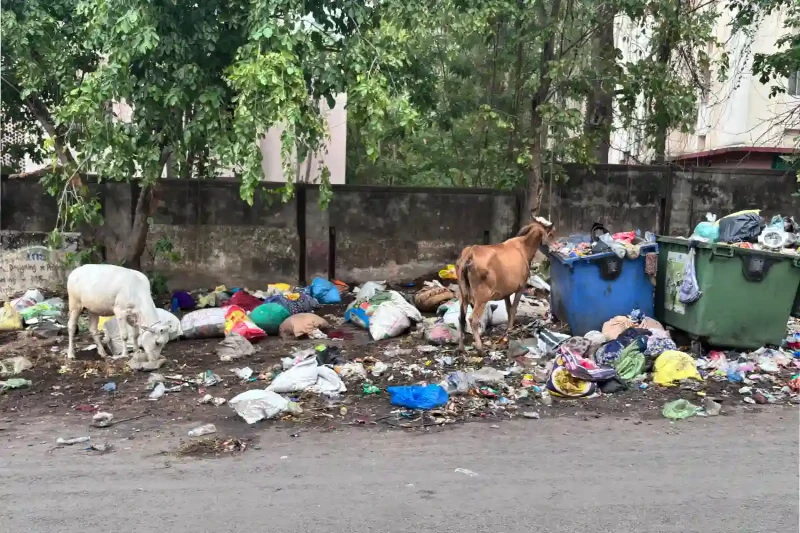 Garbage_copy_800x533