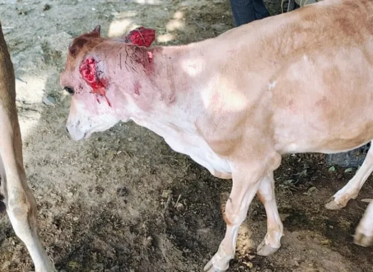 राणटी कुत्र्याच्या हल्ल्यात गायीच्या वासरूचा जागीच मृत्यु, तीन गायी जख्मि