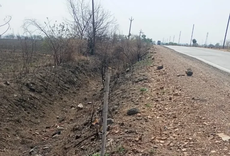 अरोली ते कन्हान, रेवराल ते धानला रस्ता दुतर्फा लावलेली झाडे संगोपन अभावी 50% च्या वर मृत पावले, हर्ष व अभी कन्स्ट्रक्शन कंपनीचे दुर्लक्ष 