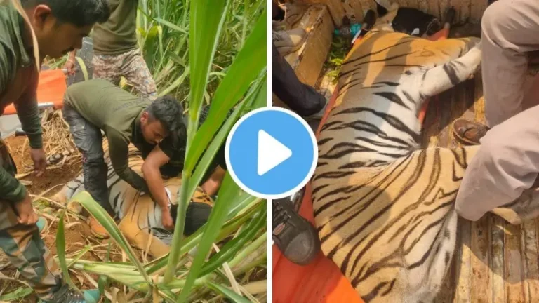 नवेगाव-नागझिरा क्षेत्रात वाघिणीचा थरार संपला! ‘टी-२७’ वाघीण अखेर जेरबंद