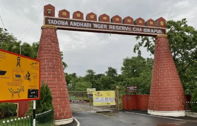 मानसून के चलते ताडोबा का कोर सफारी क्षेत्र तीन महीने के लिए बंद
