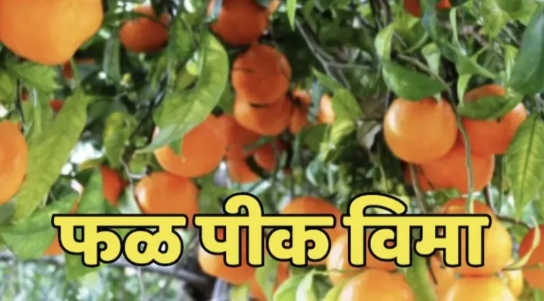 फळ पीक विमा योजनेला उत्स्फूर्त प्रतिसाद