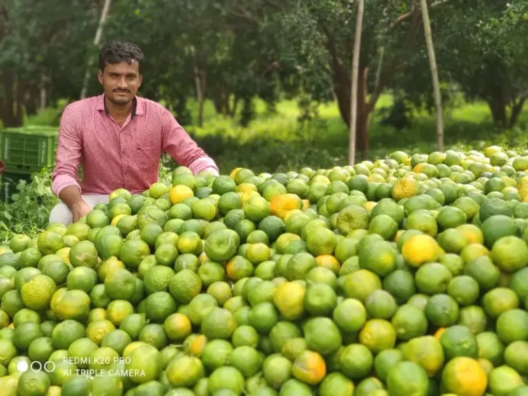 अखेर संत्रा उत्पादक शेतकऱ्यांचे फळ पिक विम्याचे ट्रिगर जाहीर !  