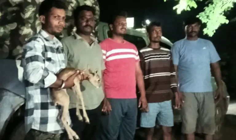 बोरी (घिवारी) येथे शेतात आढळलेल्या हरणीच्या बछड्याला सुरक्षित जीवदान; वन विभागाच्या ताब्यात सुपूर्द