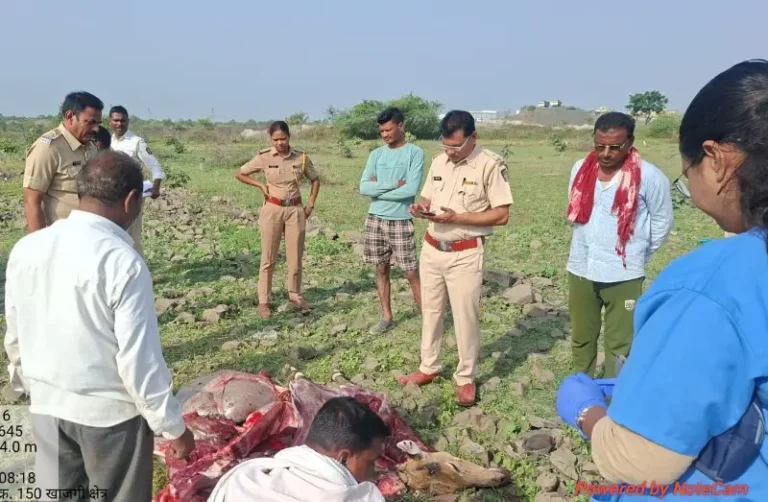 गोलियां मारकर नीलगाय का शिकार