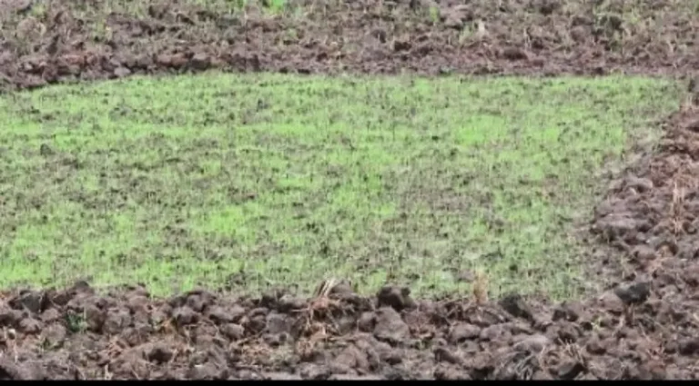 पावसाने डोळे वटारले; नवेगावबांध परिसरातील रोवणी खोळंबली