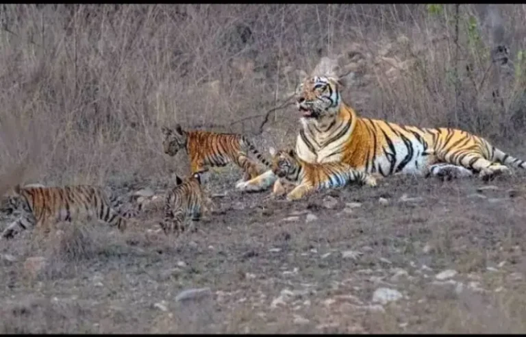 एफ-2 बाघिन और उसके चार शावकों का दीदार