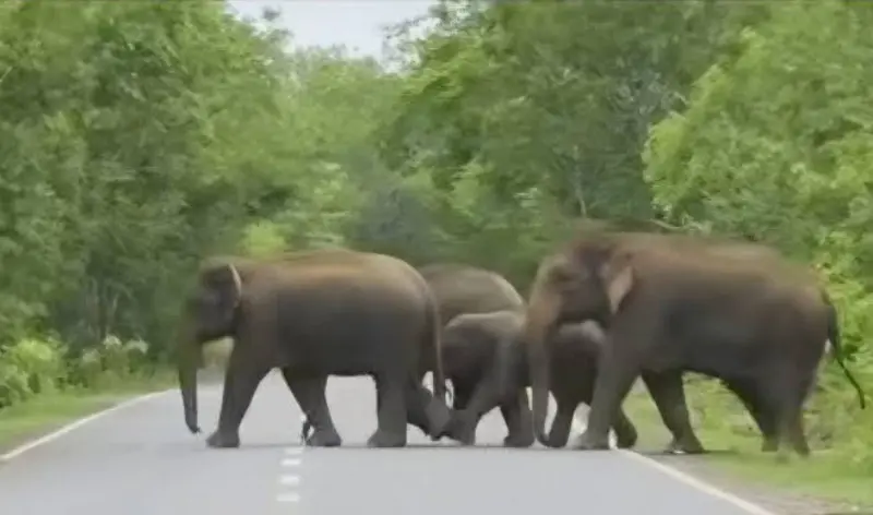 elephants