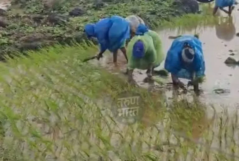 पावसाने दिलासा; बळीराजामध्ये नवचैतन्य, धान रोवणीला वेग
