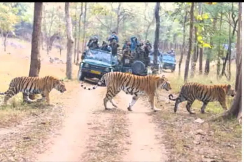 tiger