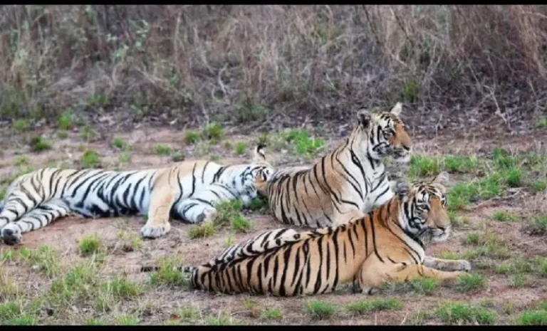 नागपुर बना बाघों का नया गढ़