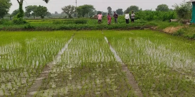 पट्टा विधि द्वारा चावल उत्पादन में उल्लेखनीय वृद्धि
