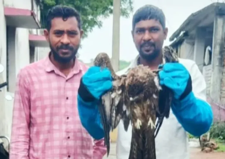 वीज तारेचा करंट ने जख्मी झालेल्या घारीचा यशस्वी रेस्क्यु