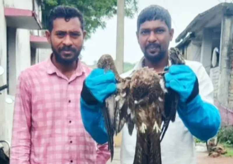 वीज तारेचा करंट ने जख्मी झालेल्या घारीचा यशस्वी रेस्क्यु वीज तारेचा करंट ने जख्मी झालेल्या घारीचा यशस्वी रेस्क्यु