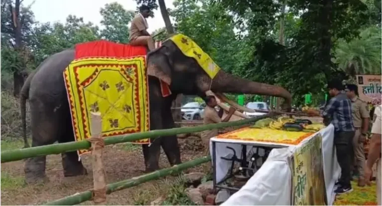 विश्व हाथी दिन : भीमा और सुब्रमण्यम का अनोखा जन्मदिन
