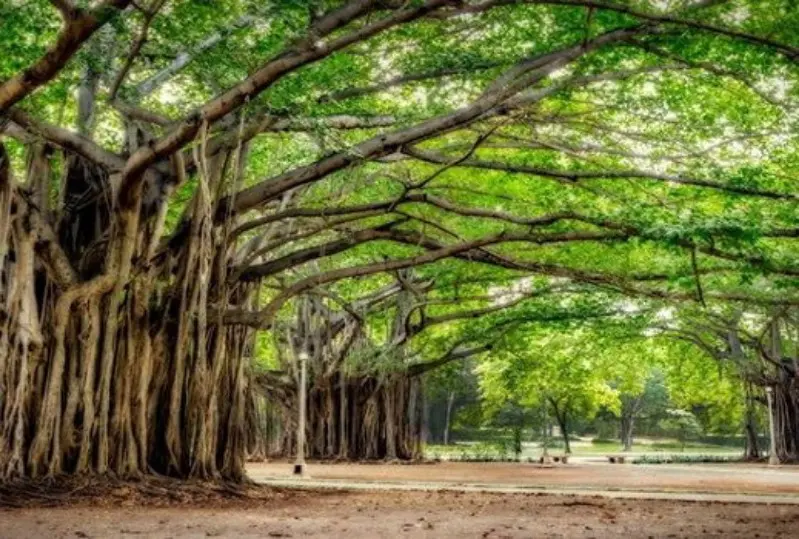 निसर्ग बैठक’च्या पहिल्या सत्रात ‘वृक्ष कायदा- वृक्षांनाही हक्क आहेत’ विषयावर संवाद आज निसर्ग बैठक’च्या पहिल्या सत्रात ‘वृक्ष कायदा- वृक्षांनाही हक्क आहेत’ विषयावर संवाद आज