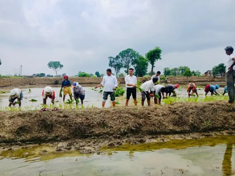नहराला पाणी सुटल्याने मौदा तालुक्यात युद्ध स्तरावर सुरू आहे भात लावणी, कोदामेंढी येथे तहसीलदारांनी केली भात लागवडीची पाहणी व प्रत्यक्ष मजुरांसह केली भात लावणी 
