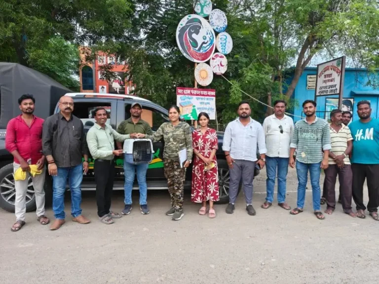 शिकार की तलाश में भटका दुर्लभ ‘ब्लैक शोल्डर काइट’