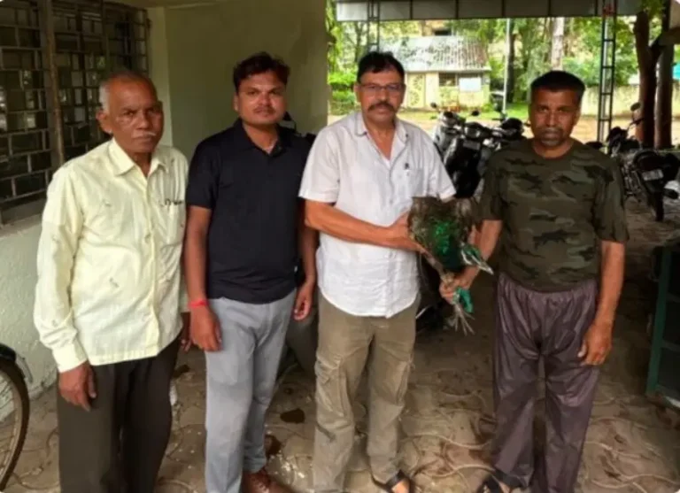 विजेचा धक्का लागल्याने जखमी मोर मोबाईल दुकानात शिरला; वनविभागाच्या सतर्कतेने मोराला मिळाले जीवदान