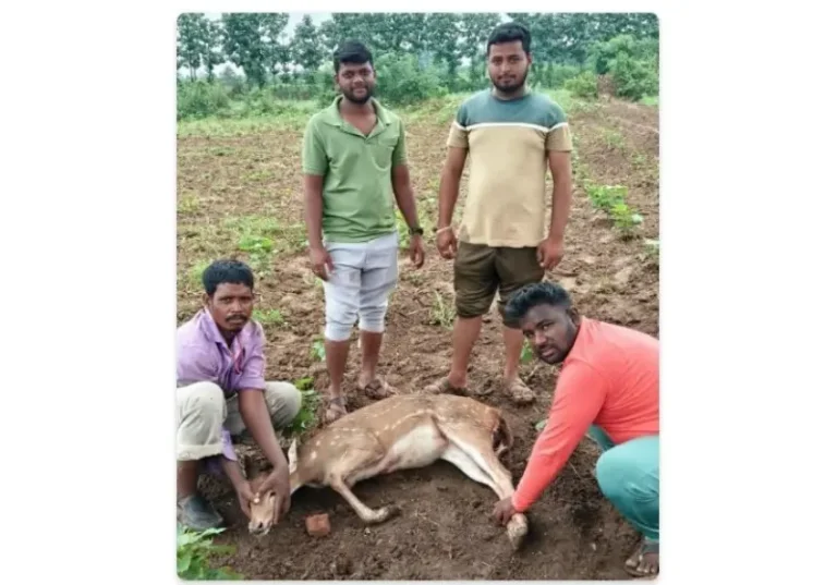 भटक्या कुत्र्यांच्या तावडीतून जखमी हरिणाची सुटका