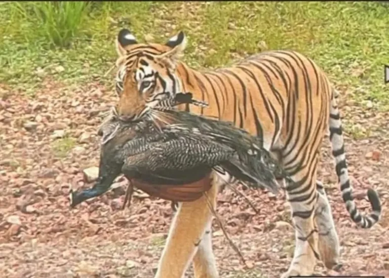 बाघिन ने मोर को बनाया शिकार