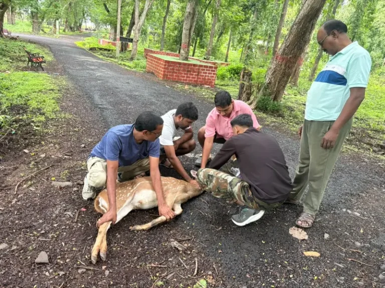 जखमी चितळाला ‘गुड मॉर्निंग योगा ग्रुप ’चा मदतीचा हात