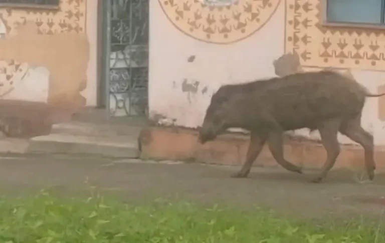 नवेगावबांधमध्ये रानडुकरांचा धुमाकूळ; नागरिकांत भीतीचे वातावरण