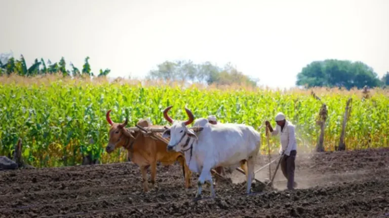 खरीप पीक स्पर्धा योजनेत सहभागी व्हा !
