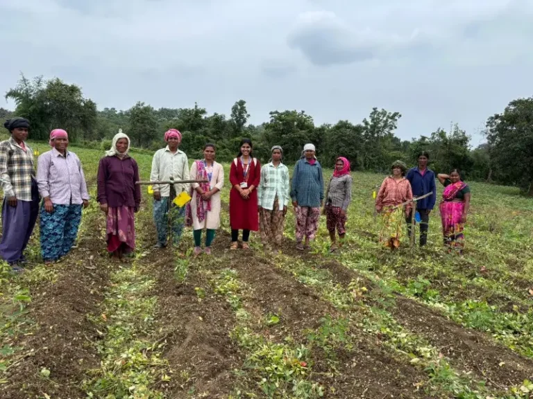 भात, कापूस, तूर पिकात चिकट सापळ्यांचा वापर