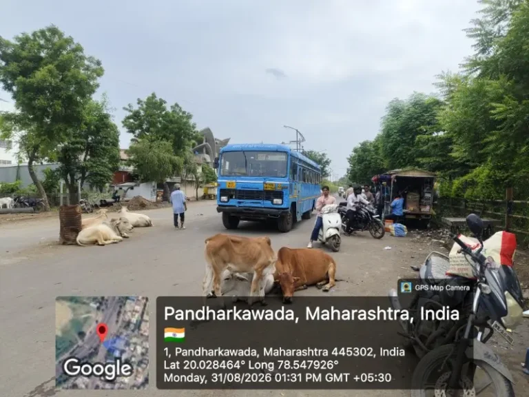 पांढरकवाडा शहरातील रस्त्यांवर मधोमध मोकाट जनावरांचा हैदोस; नगरपरिषद प्रशासन झोपेत