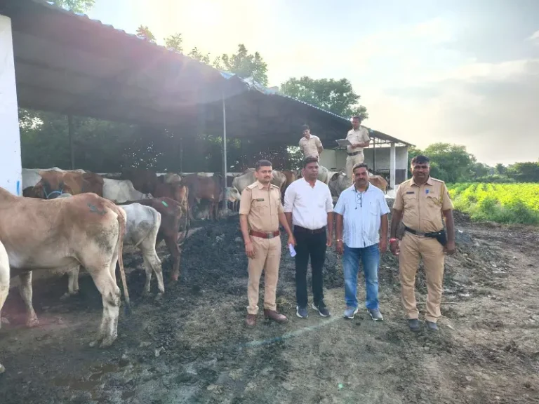 डीसीपी पथकाने केले कत्तलीच्या संशयातून ११० गोवंशीय बैल जप्त!