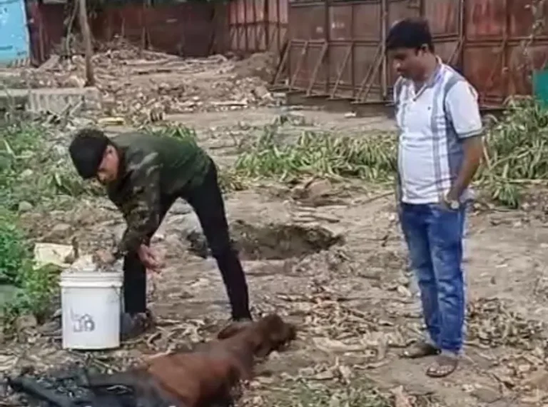 नाल्यात अडकलेल्या वासराला नगरसेवक अनिल सुर्यवंशीने दिले जिवनदान 