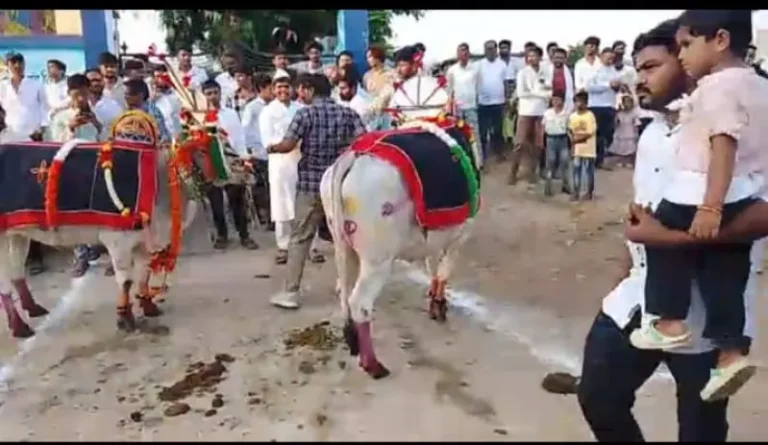 कोदामेंढी येथे बैलपोळा उत्साहात साजरा