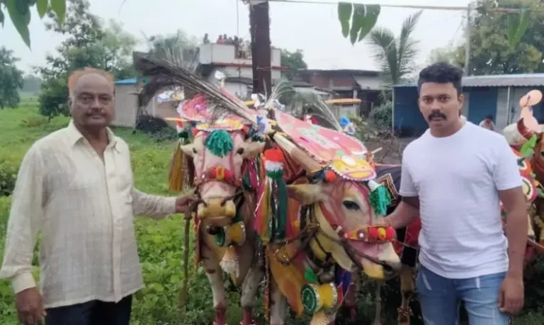 आज बैल पोला, बैलों के प्रति कृतज्ञता का पर्व