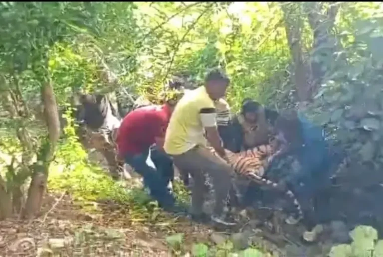 आदमखोर बाघिन की मौत से गहराया रहस्य