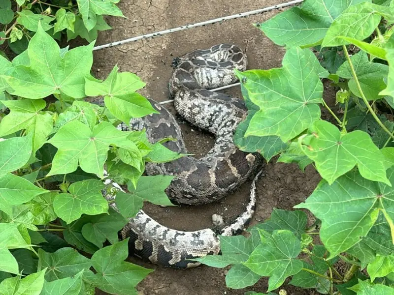 Snake_copy_800x600