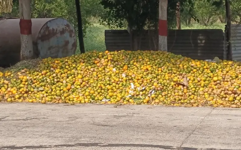 भीषण दुष्काळात संत्रा रस्त्यावर ; संत्रा प्रक्रिया प्रकल्प असूनही शेतकरी हवालदिल ! भीषण दुष्काळात संत्रा रस्त्यावर ; संत्रा प्रक्रिया प्रकल्प असूनही शेतकरी हवालदिल !