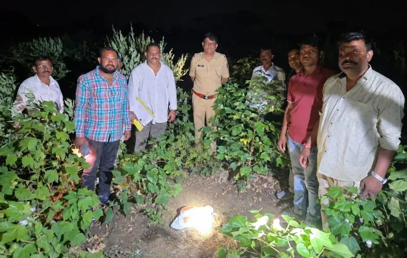 उमरेड में अवैध गांजा खेती का खुलासा, दो गिरफ्तार उमरेड में अवैध गांजा खेती का खुलासा, दो गिरफ्तार