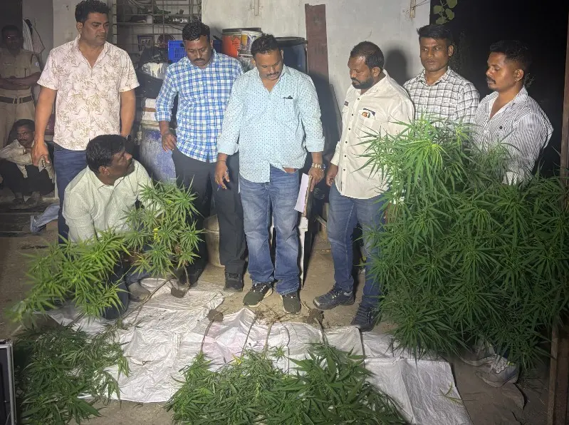 शहर के चर्चित कॉलेज के सीए के खेत गांजे के 9 पौधे शहर के चर्चित कॉलेज के सीए के खेत गांजे के 9 पौधे