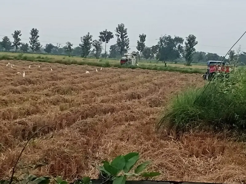 बोरी(घिवारी) येथे धान कापणीला सुरुवात बोरी(घिवारी) येथे धान कापणीला सुरुवात